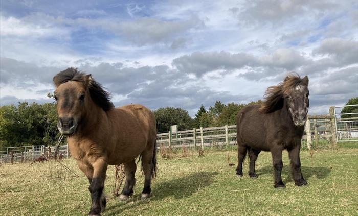 Two Shetland ponies in a field with the wind blowing their hair back, both facing the camera.